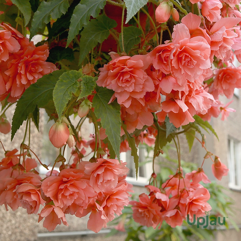 Hanging Begonia Mix Colour Bulb (Imported) - Image 5