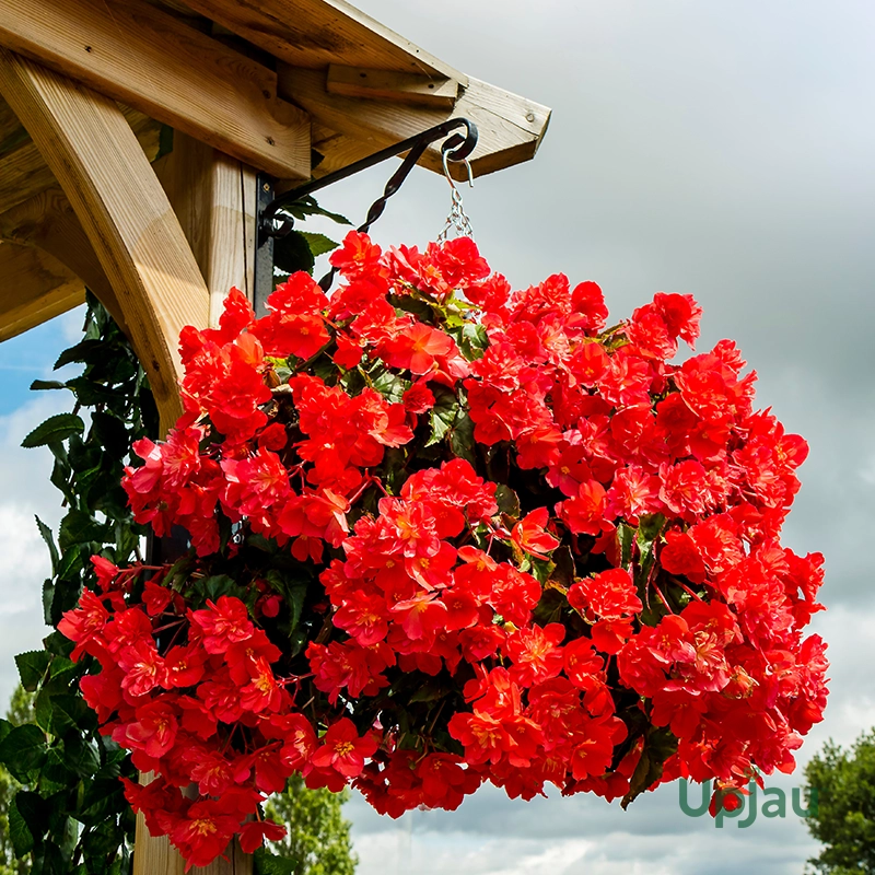 Hanging Begonia Mix Colour Bulb (Imported) - Image 3