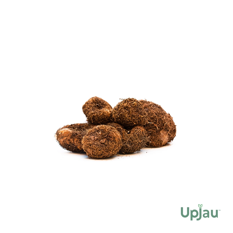 Hanging Begonia Mix Colour Bulb (Imported) - Image 4