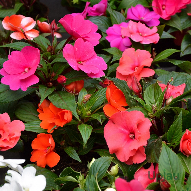 Balsam Tom Thumb Seeds (30 Seeds) - Image 2