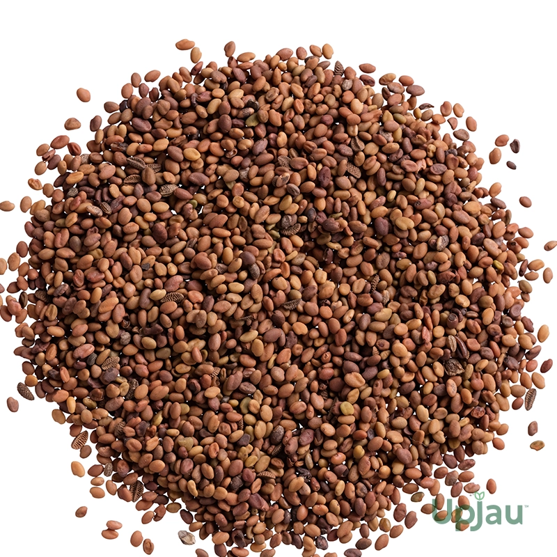 Balsam Tom Thumb Seeds (30 Seeds) - Image 3