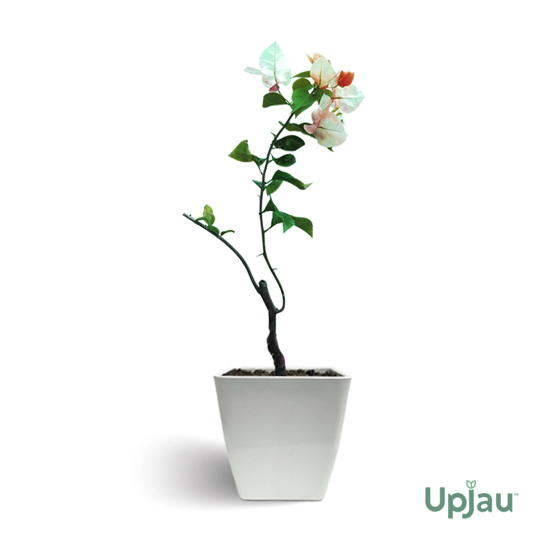 Bougainvillea Golden Sunshine - Image 2