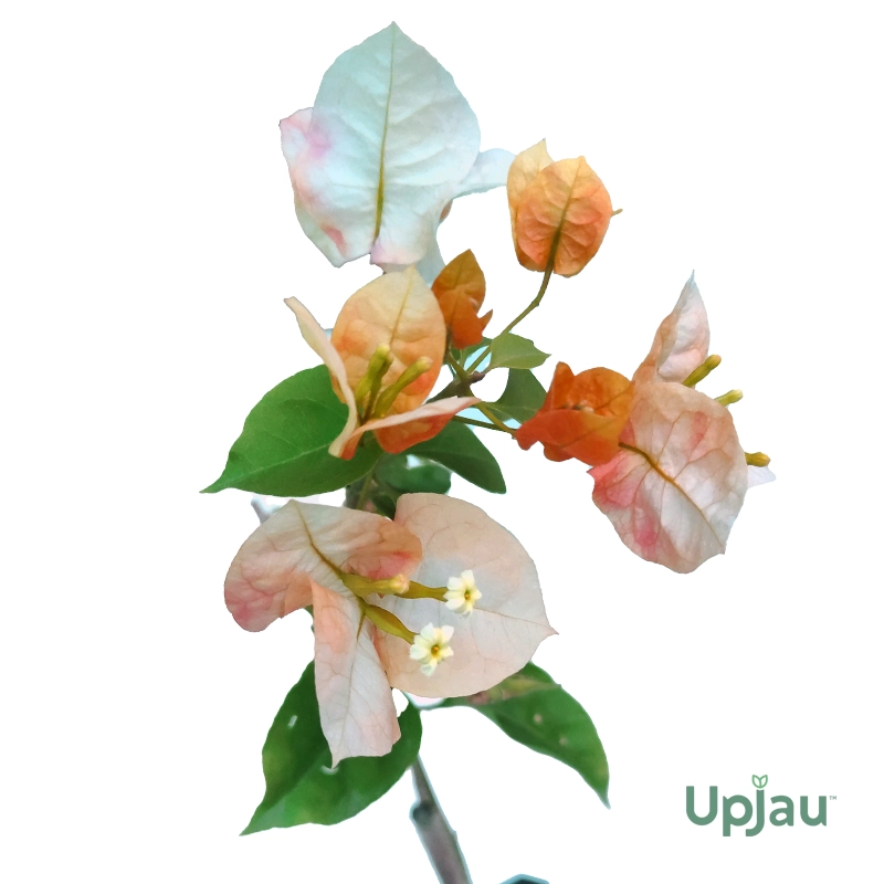 Bougainvillea Golden Sunshine