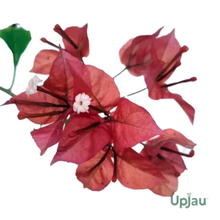 Bougainvillea Ruby Red