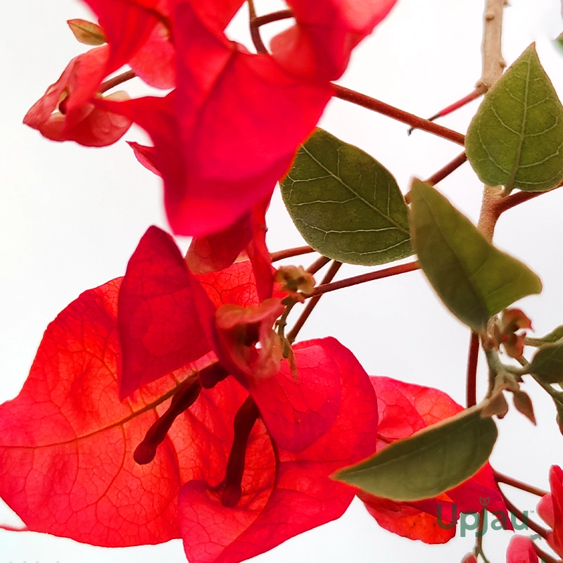 Bougainvillea Multicolour Grafted Plant (3-4 Colour) - Image 3