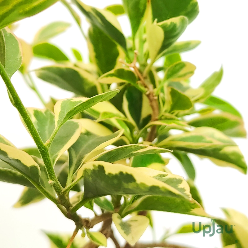 Bougainvillea Multicolour Grafted Plant (3-4 Colour) - Image 4