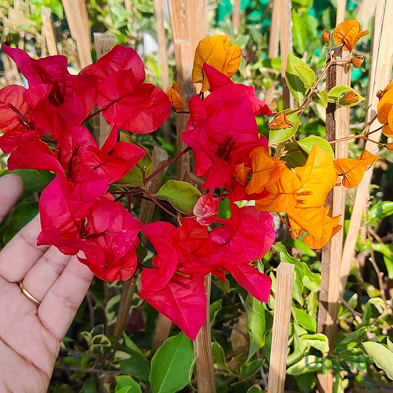 Bougainvillea Multicolour Grafted Plant (3-4 Colour) - Image 2