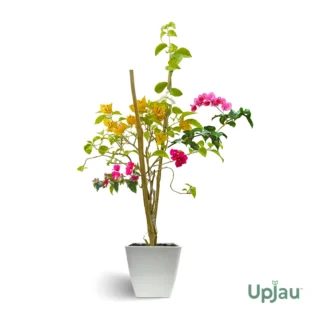 Bougainvillea Multicolour Grafted Plant (3-4 Colour)