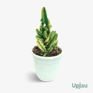 Cactus Cereus Peruvianus Variegated