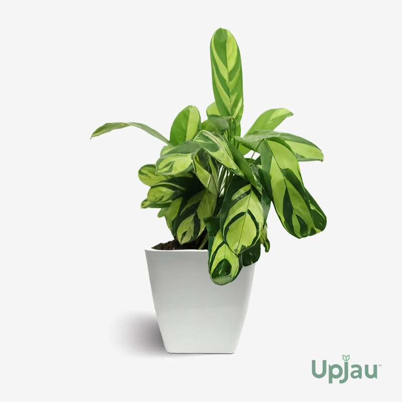 Calathea Golden Mosaic (Medium)