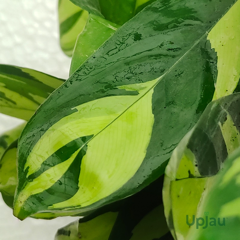 Calathea Golden Mosaic (Medium) - Image 2