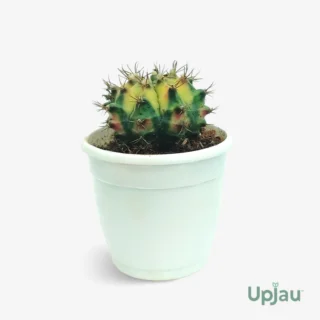 Cactus Gymnocalycium Mihanovichii