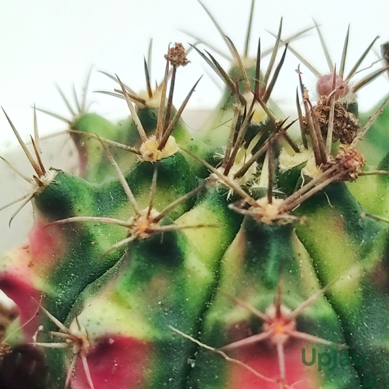 Cactus Gymnocalycium Mihanovichii - Image 2