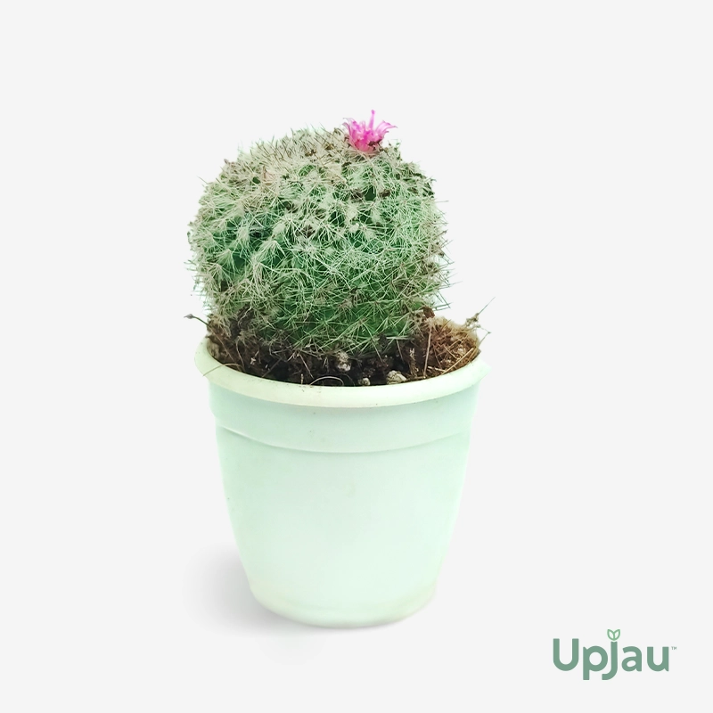 Cactus Mammillaria Bocasana