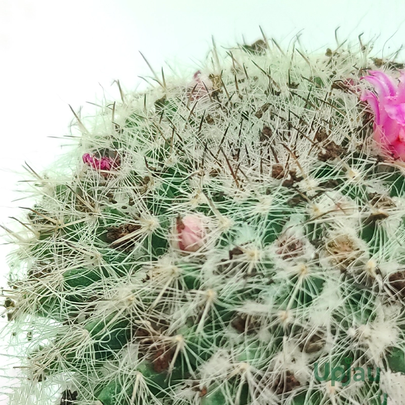 Cactus Mammillaria Bocasana - Image 2