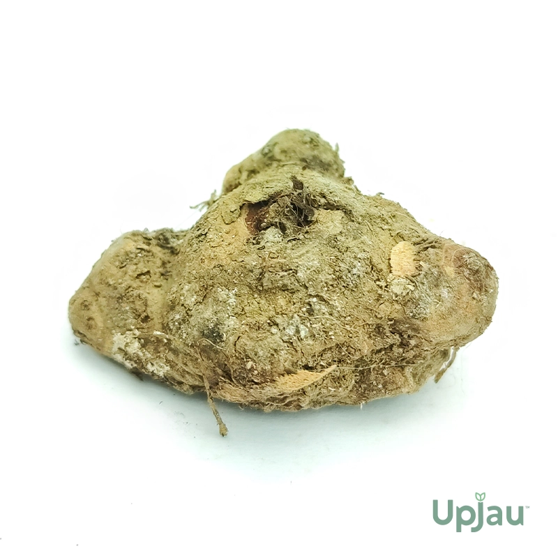 Caladium Mix Colour Bulb - Image 2