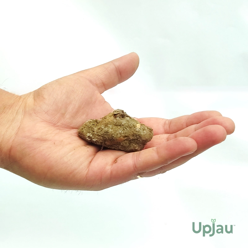 Caladium Mix Colour Bulb - Image 3