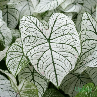 Caladium White Christmas