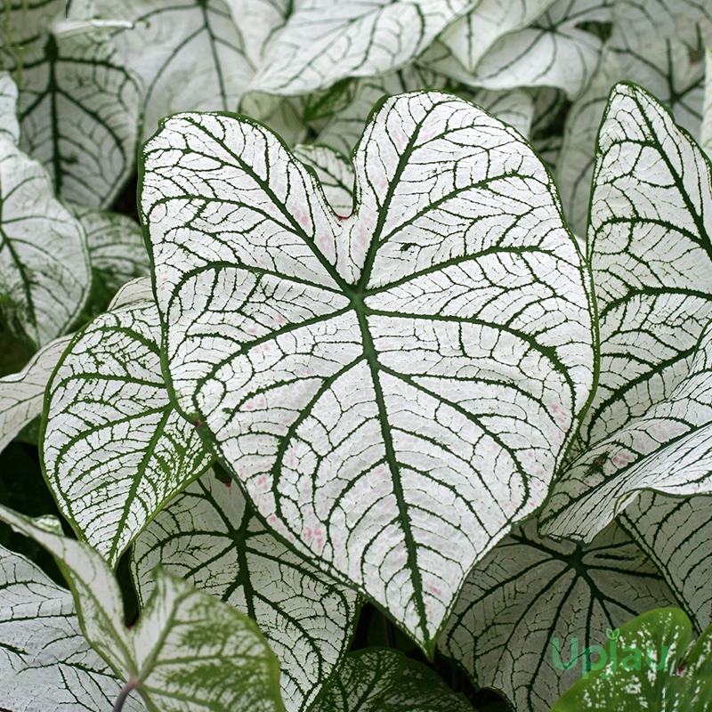 Caladium White Christmas