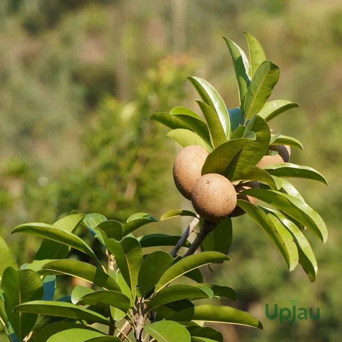 Grafted Chikoo or Sapota or Chiku Plant