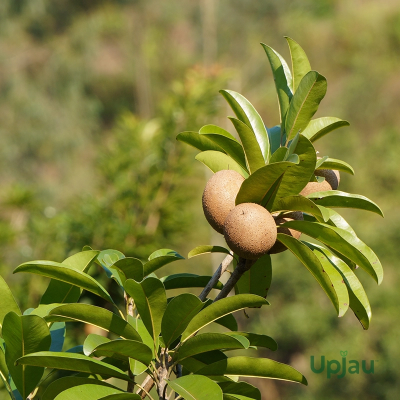 Grafted Chikoo or Sapota or Chiku Plant
