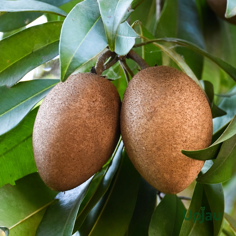 Chiku / Chikoo / Sapota - Grafted Mature Plant - Image 3