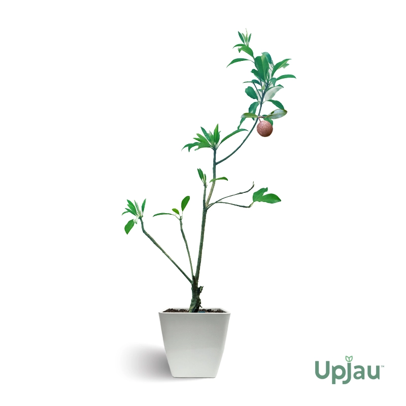 Chiku / Chikoo / Sapota - Grafted Mature Plant - Image 2
