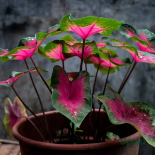 Caladium Bleeding Heart Bulbs