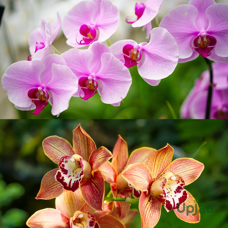 Cymbidium Orchid / Boat / Ground Orchid - Bulb (Mix Colour) - Image 2