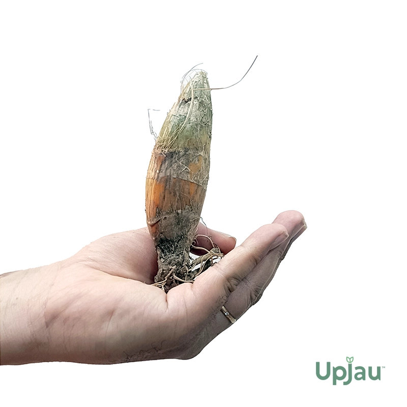 Cymbidium Orchid / Boat / Ground Orchid - Bulb (Mix Colour) - Image 4