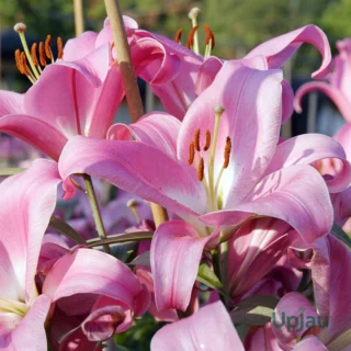 Pink Daylily Bulbs