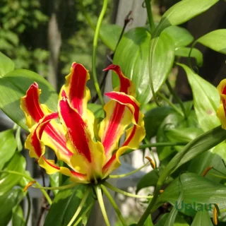 Gloriosa Superba bulbs, also known as flame lily, fire lily, or glory lily bulbs