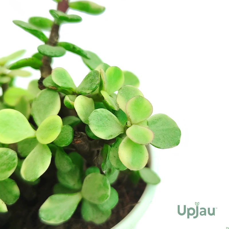 Jade Variegated - Image 2