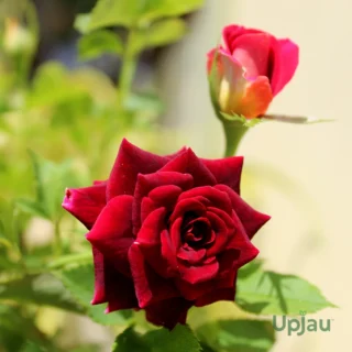 Buy this beautiful Kashmiri rose plant or Kashmiri gulab plant