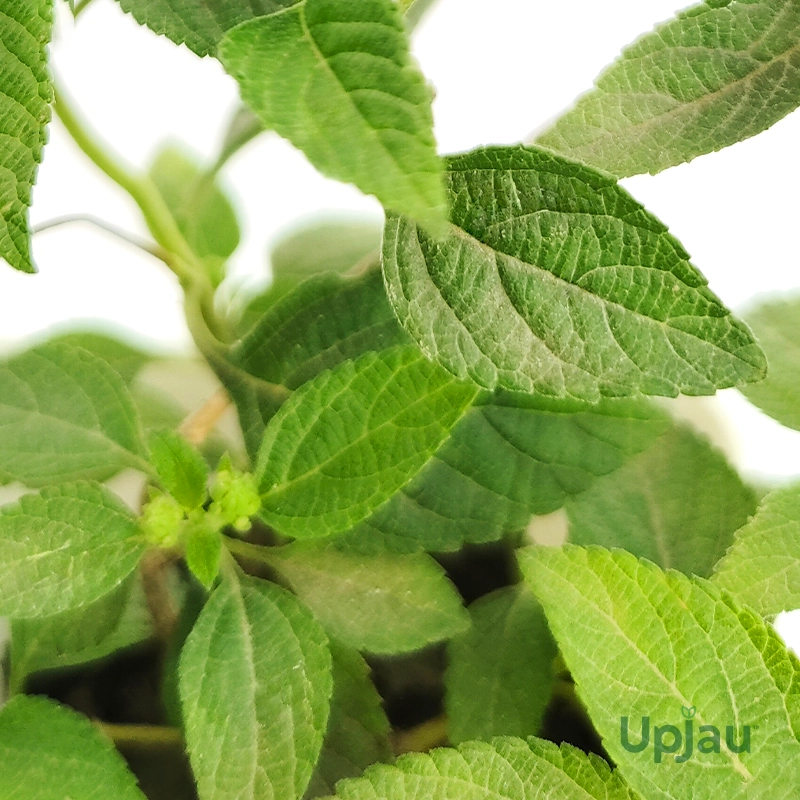 Lantana Mix Colour Plant - Image 3