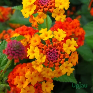 lantana plant