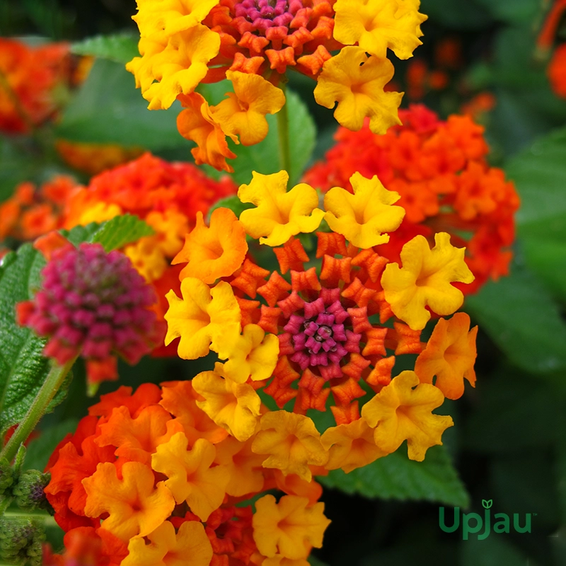 lantana plant