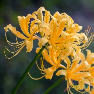 Yellow Spider Lily Bulbs