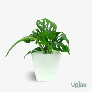 Broken Heart Plant / Monstera Adansonii Plant (Sapling)