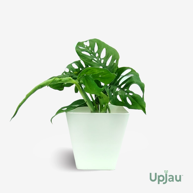 Broken Heart Plant / Monstera Adansonii Plant (Sapling)