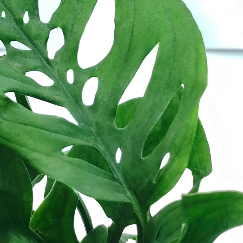 Broken Heart Plant / Monstera Adansonii Plant (Sapling) - Image 2