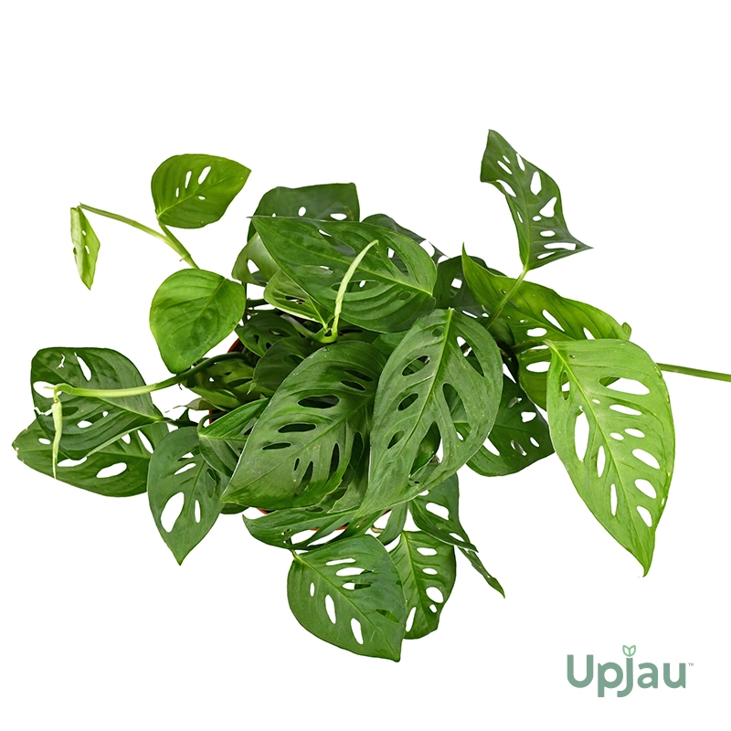 Broken Heart Plant / Monstera Adansonii Plant (Sapling) - Image 3