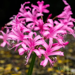 Nerine Pink Bulb