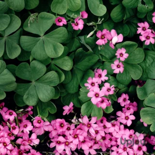 Oxalis Articulata Pink Bulb