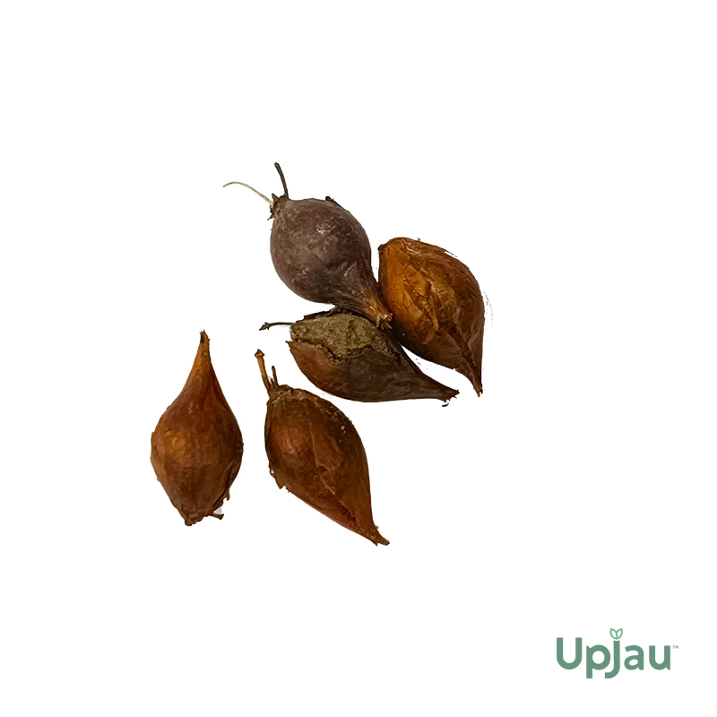 Oxalis Articulata White Bulb - Image 3