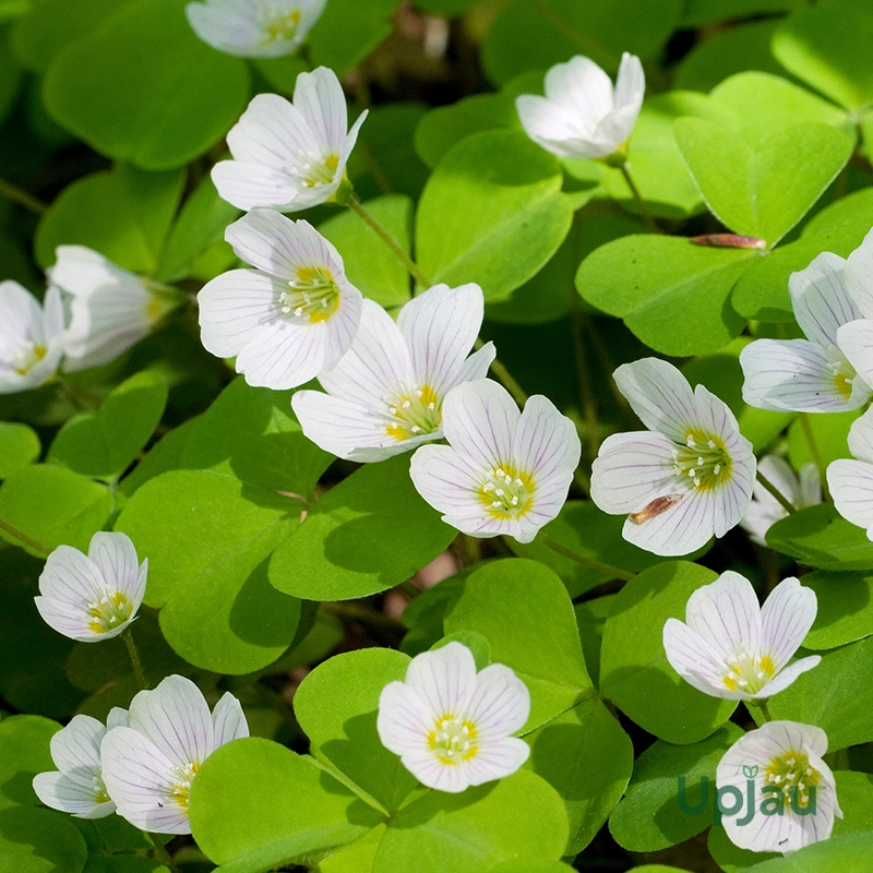Oxalis Articulata White Bulb - Image 2