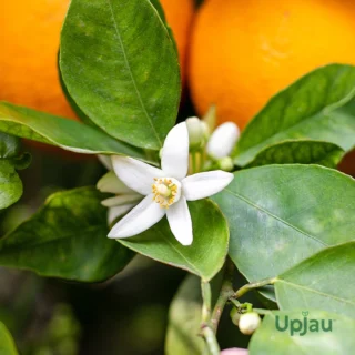 Nagpur Orange Plant