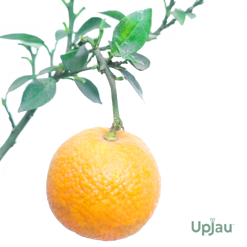 Orange Grafted - Bonsai - Image 2