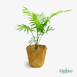 Chamaedorea Palm / Parlour Palm