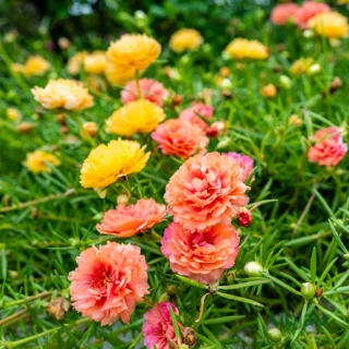 Portulaca Grandiflora 9 o'clock (2 pack combo)
